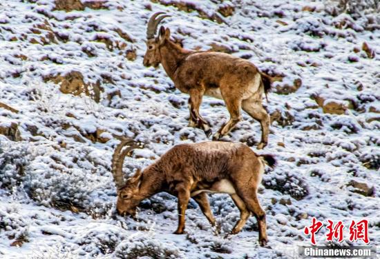 Шыңжаңның Моңғұлкүре ауданының тауындағы тәуешкілердің саны артып келеді