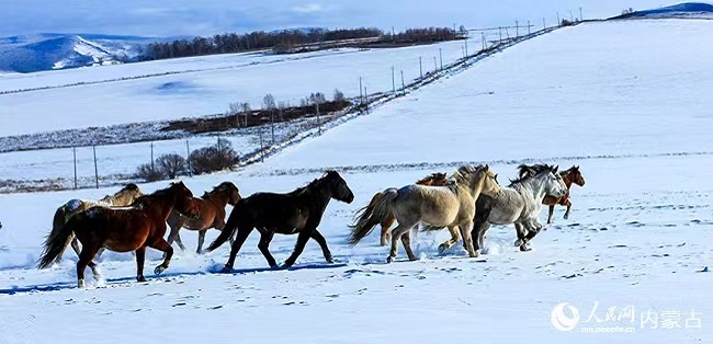 Ішкі Моңғұлдың Эргуна қаласының қарлы алқабында жылқылар ойнақ салады