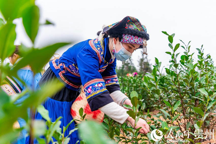 Гуйчжоу Пуаньда Жаңа жылда жасыл шайдың алғашқы өнімі жиналды