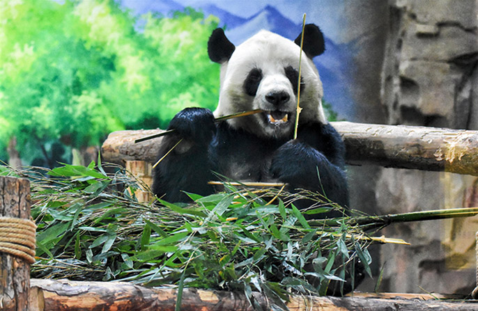 Сининдегі алып панда Жаңа Жылды қарсы алады