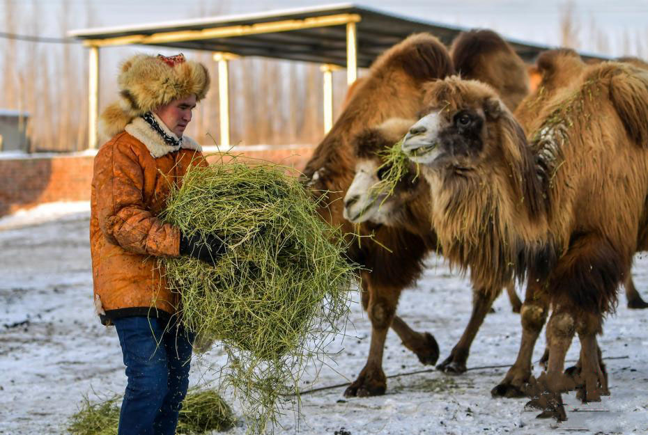 Шыңжаңның Бурылтоғай ауданы түйе өнеркәсібінің қарқынды дамуын қолдап, малшылар кірісін арттырды