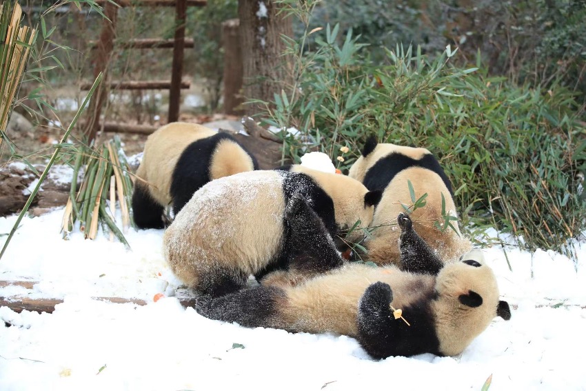 Чэнду, Сычуань: Ақ қарда асыр салған пандалар