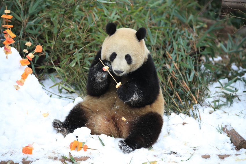 Чэнду, Сычуань: Ақ қарда асыр салған пандалар