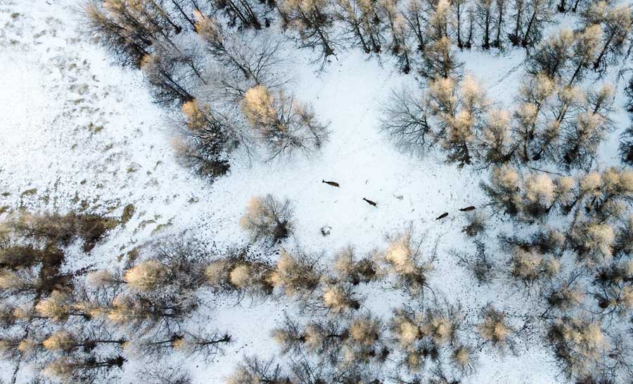 Ішкі Моңғол: көркі көз сүйсіндіретін Луанхен алабы