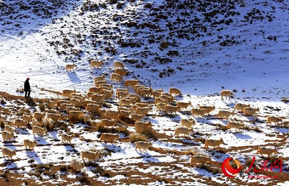 Ганьсу өлкесі Чжанье қаласы маңындағы қарлы даланың көктемгі шаруашылығы