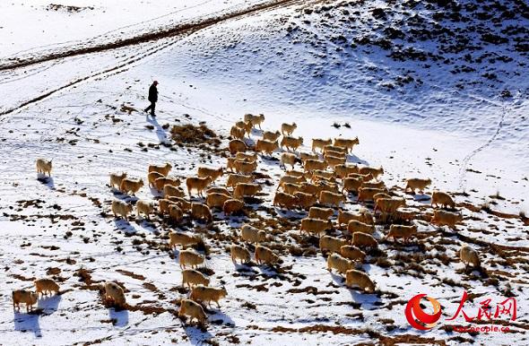 Ганьсу өлкесі Чжанье қаласы маңындағы қарлы даланың көктемгі шаруашылығы