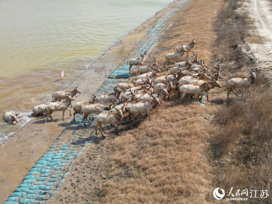 Цзянсу өлкесінің Рудун аумағында жабайы бұлан табындары көзге түсті