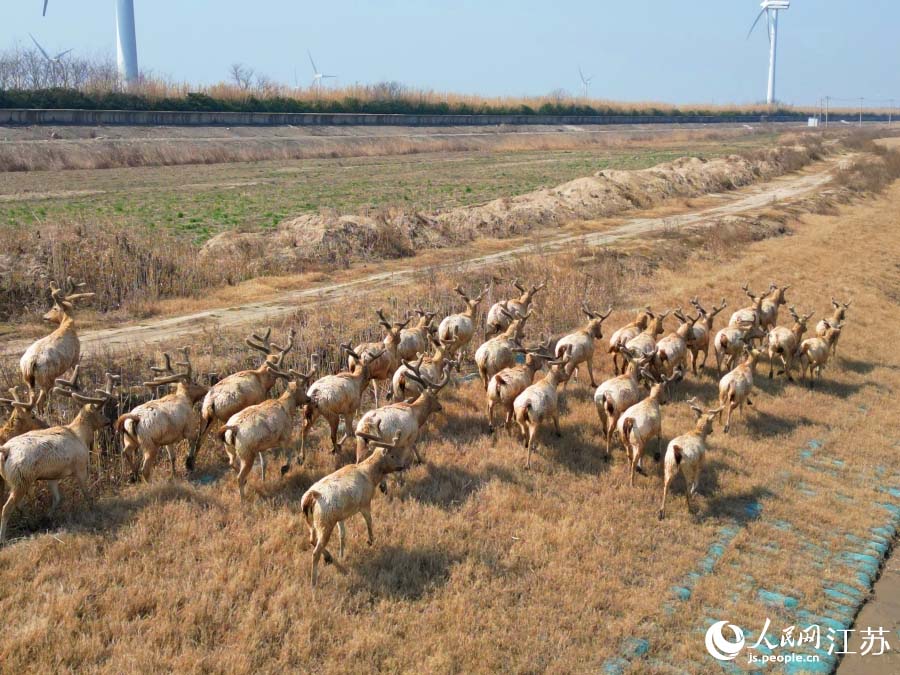 Цзянсу өлкесінің Рудун аумағында жабайы бұлан табындары көзге түсті