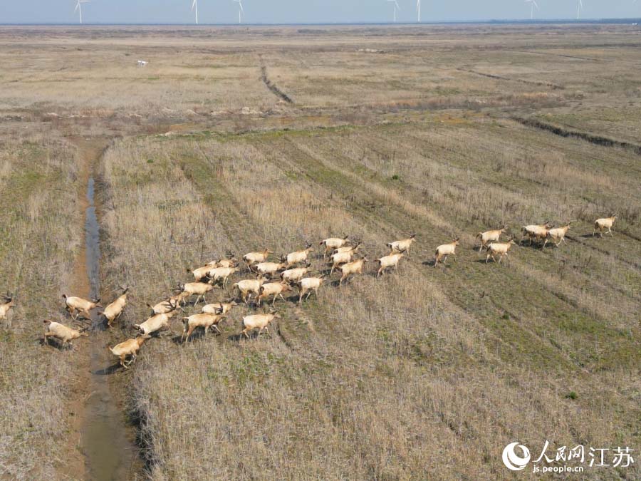 Цзянсу өлкесінің Рудун аумағында жабайы бұлан табындары көзге түсті
