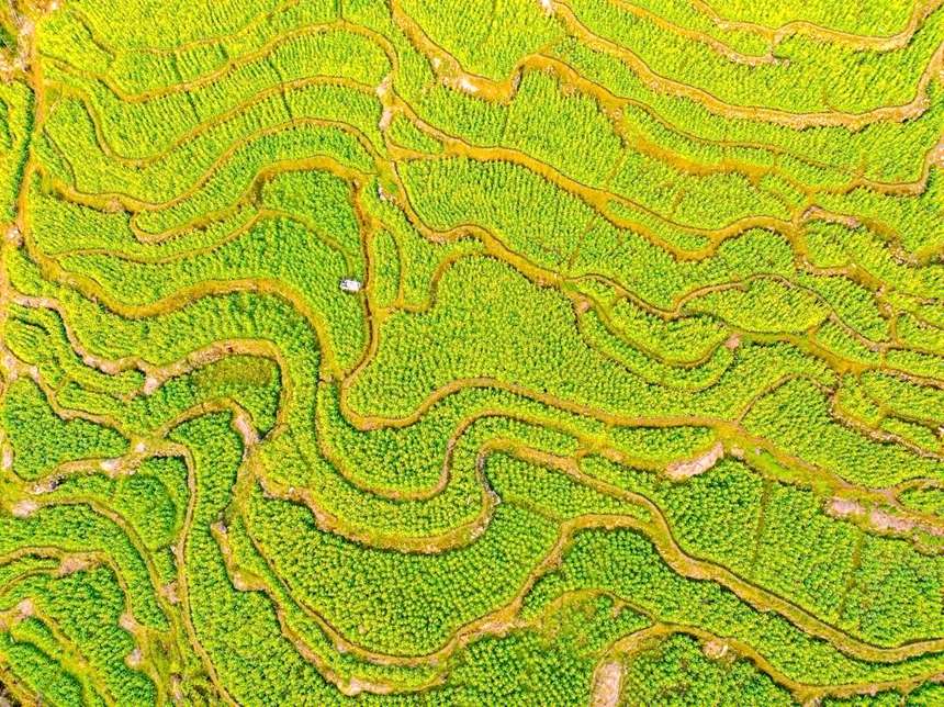 Гуйпин, Гуанси: жүз гектарға жуық рапс гүлдері қауашақ жарды