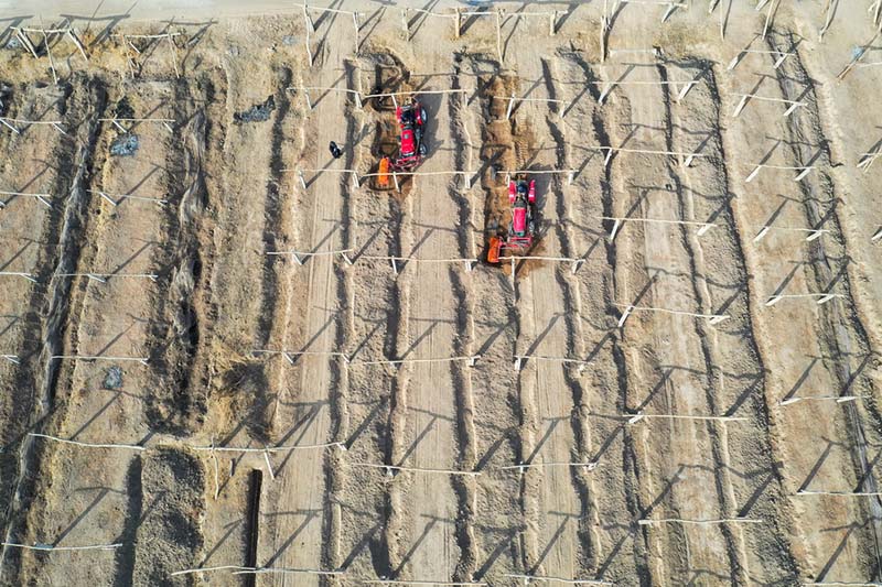 Шыңжаңның Тұрпан қаласында 36 мың гектар жердегі жүзім сөреге ілінді