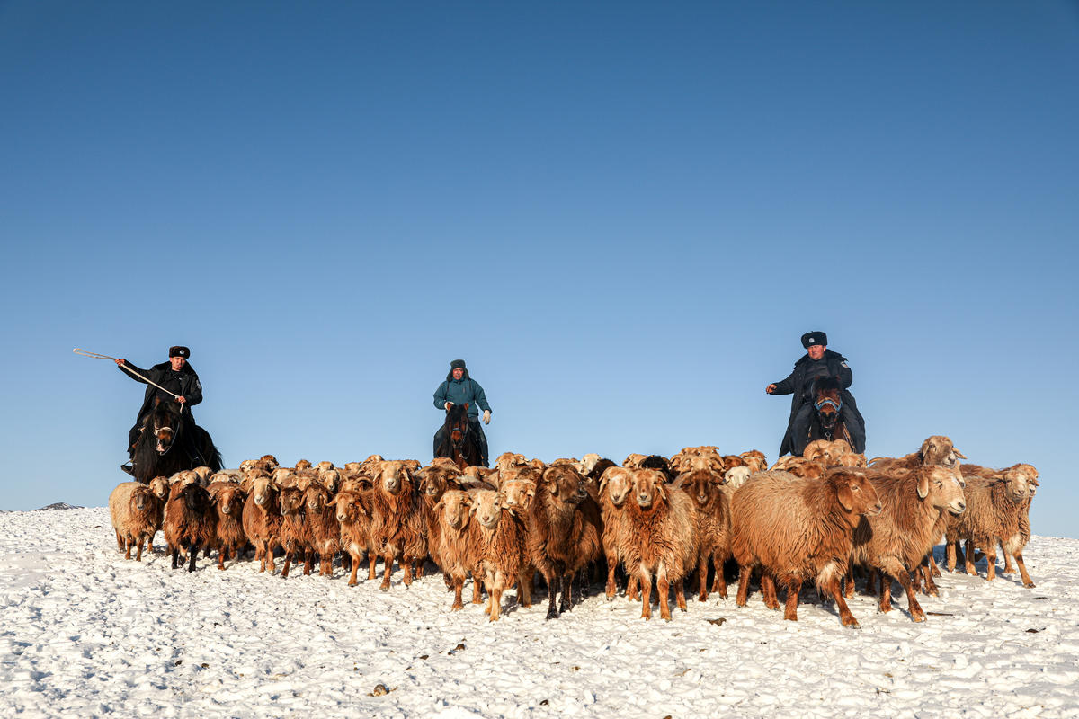 Алтай, Шыңжаң: Полицейлер шопандардың көші-қонына көмектесті