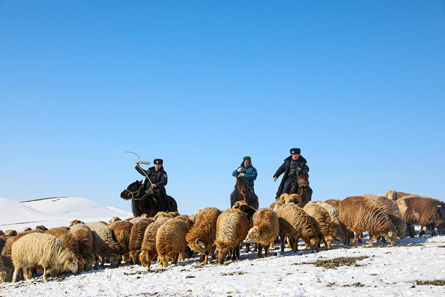 Алтай, Шыңжаң: Полицейлер шопандардың көші-қонына көмектесті