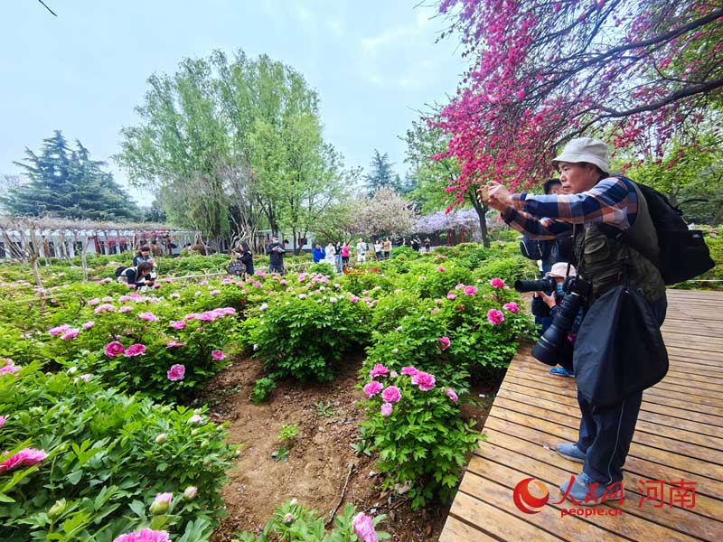 Хэнань өлкесінің Лоян қаласындағы1000-нан астам түрдегі пиондар гүлдеді