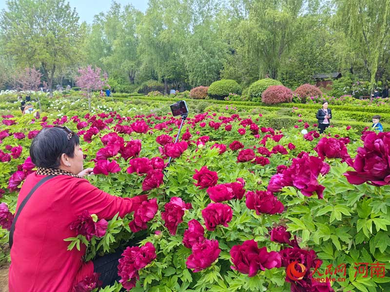Хэнань өлкесінің Лоян қаласындағы1000-нан астам түрдегі пиондар гүлдеді