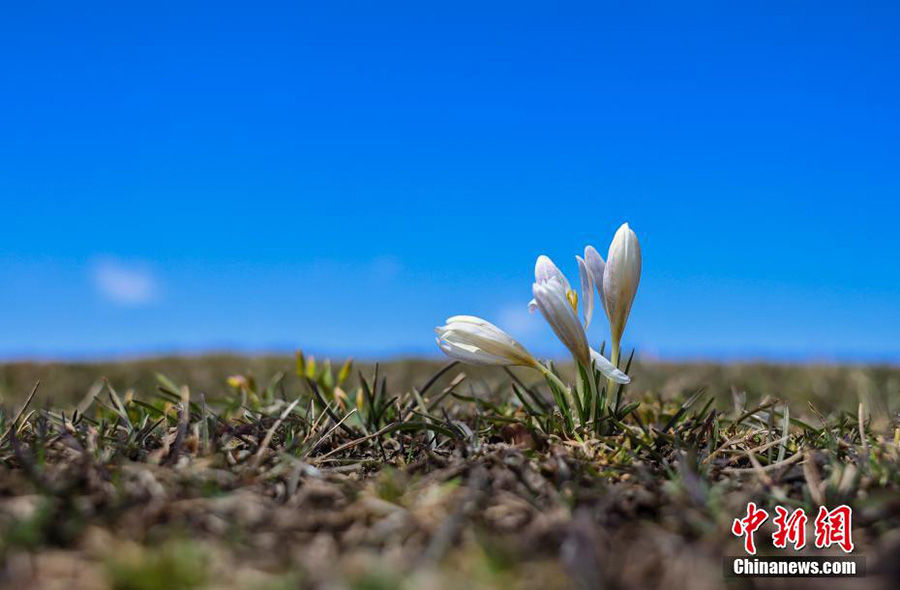 Шыңжаңның Нарат жайлауында қазжуалар гүлдеді