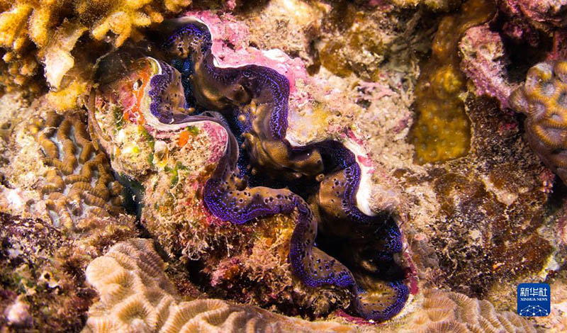 Хайнань өлкесі тропикалық теңіз шаруашылғындағы түрлі-түсті биологиялық әлем
