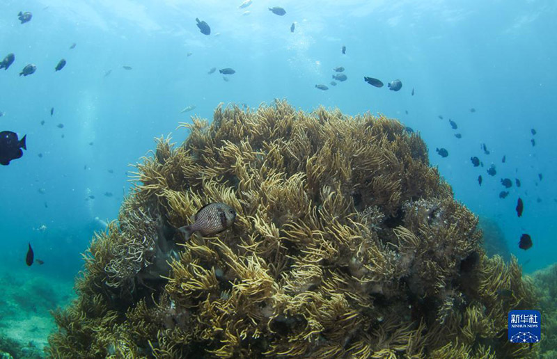Хайнань өлкесі тропикалық теңіз шаруашылғындағы түрлі-түсті биологиялық әлем