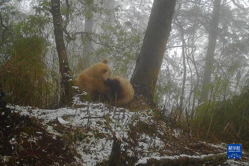 Әлемдегі жалғыз ақ панданың суреті жарияланды