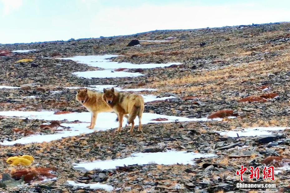 Цилянь тауының қойнауындағы Қара көлде сирек кездесетін хайуанаттар саны көбейіп келеді