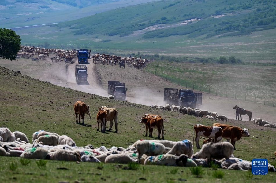 Кең жайлауда шарықтаған заманауи шопан әні