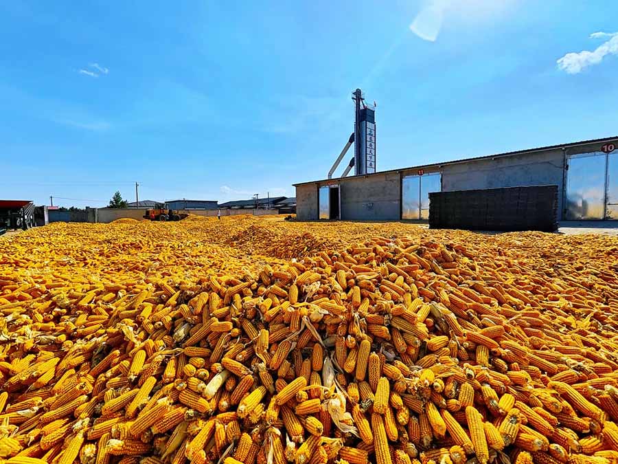 Күздің көркі - мол өнім