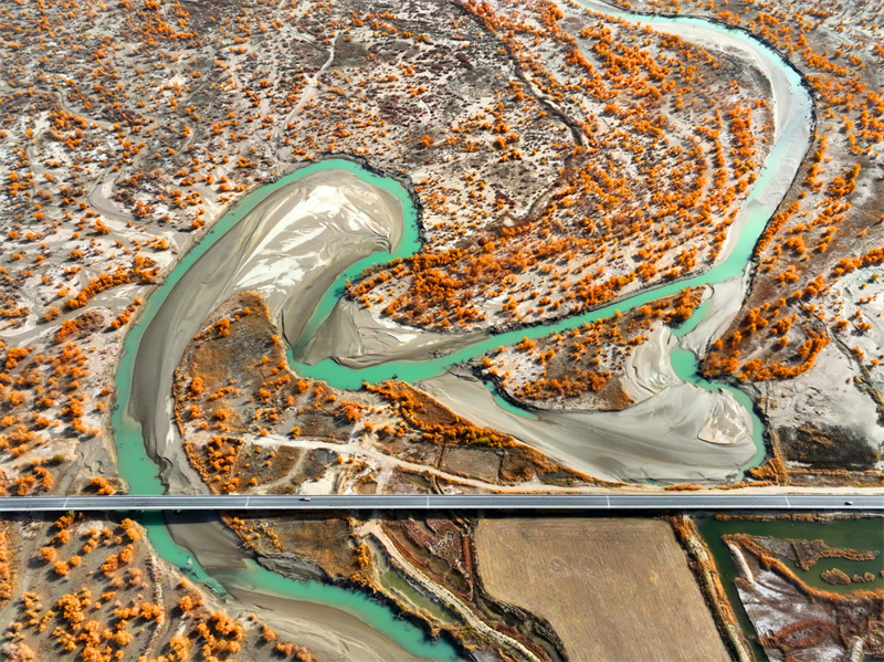 Шыңжаңдағы Тарым өзені саздығындағы тораңғы орманы көздің жауын алады