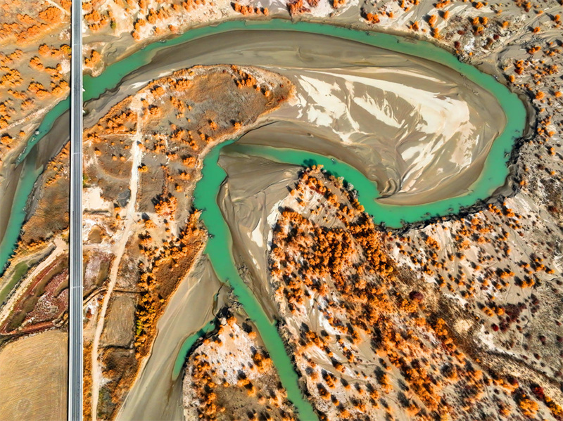 Шыңжаңдағы Тарым өзені саздығындағы тораңғы орманы көздің жауын алады