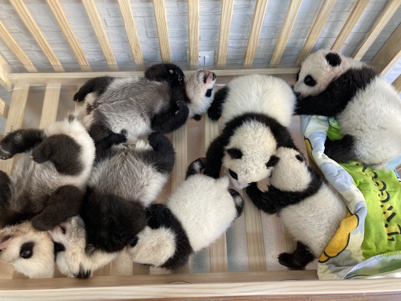 Циньлин пандаларды зерттеу орталығында жасанды түрде өсірілген пандалардың тобы 49-ға жетті