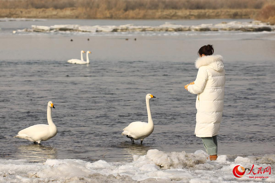 Хэцзин, Шыңжаң: Кайду көліндегі аққулар