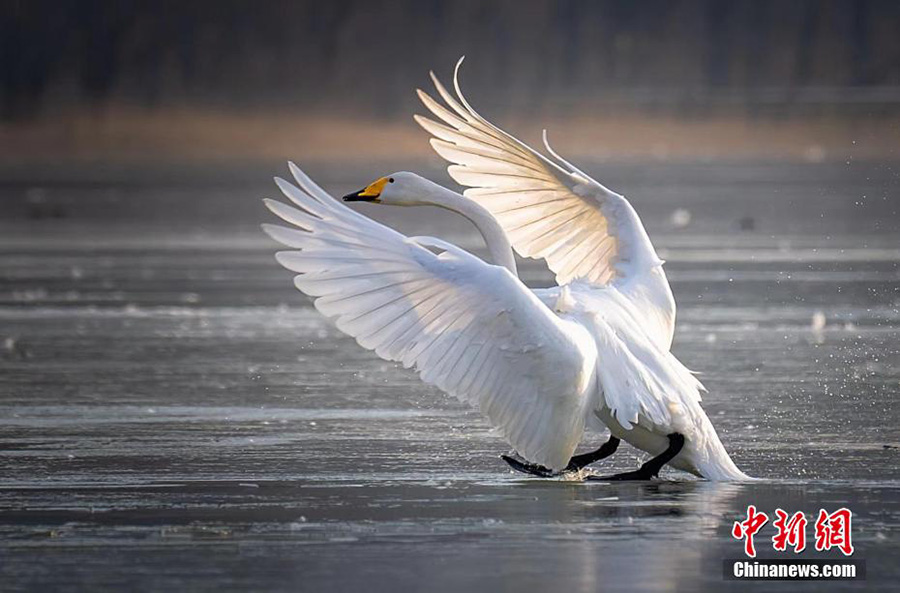 Шаньси өлкесінің Пинлу ауданындағы 10 000-ға жуық Сібір аққуы «мекеніне қайтты»