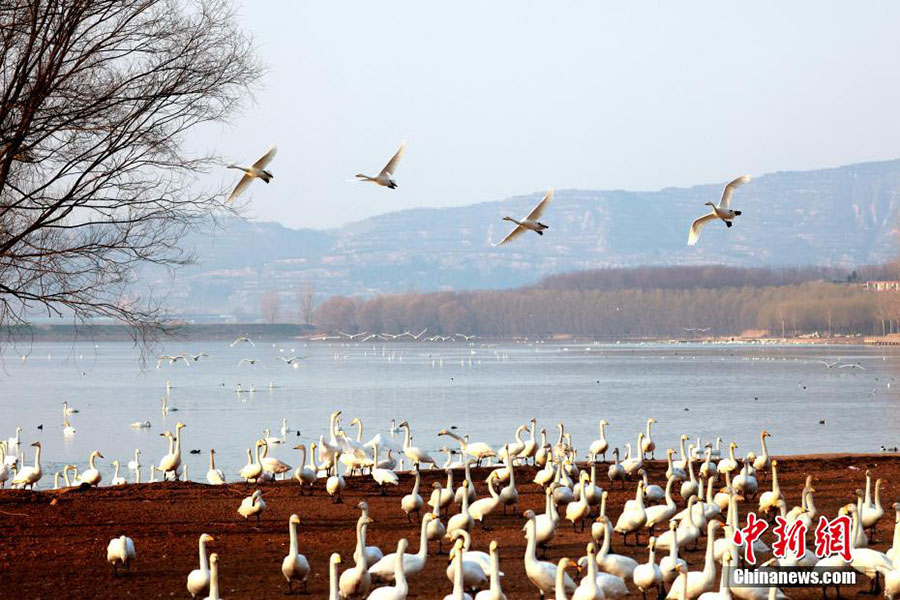 Шаньси өлкесінің Пинлу ауданындағы 10 000-ға жуық Сібір аққуы «мекеніне қайтты»