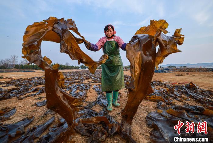 «Қытайдың теңіз балдырлар мекені» атанған Жунчэн қаласында теңіз балдырларын жинау мен кептіру жұмысы қауырт жүруде