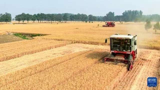 «Орта жазықтағы астық қоймасы» бидай ору науқанына кірді