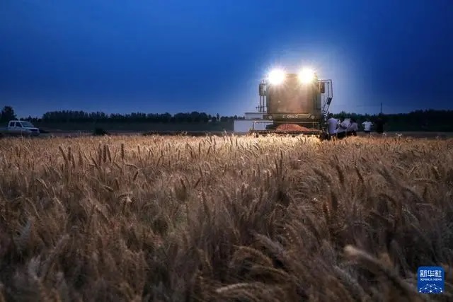 «Орта жазықтағы астық қоймасы» бидай ору науқанына кірді