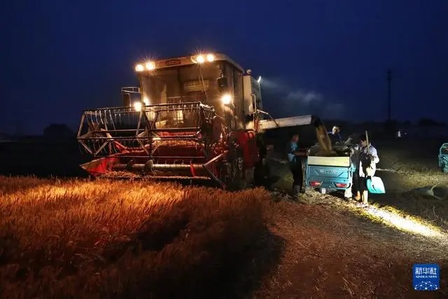 «Орта жазықтағы астық қоймасы» бидай ору науқанына кірді