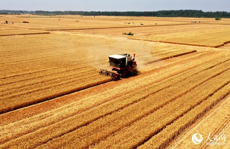 Хэнань өлкесінің Вэйшэ ауданы бір жағынан егін жинап, бір жағынан егін егіп жатыр