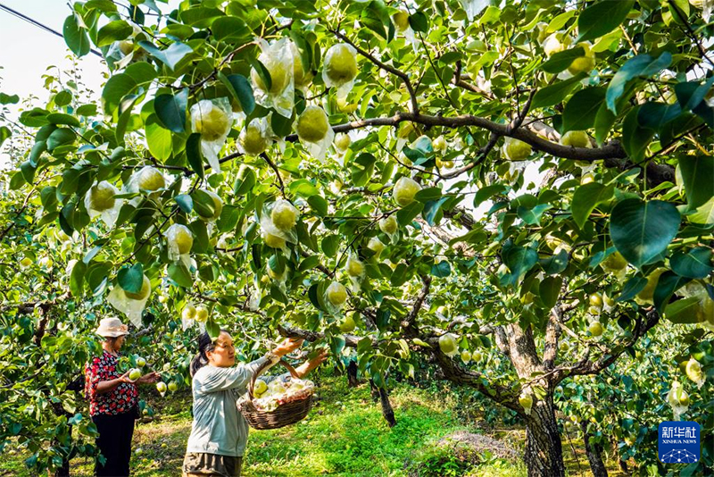 Алтын күздегі егін жинау науқаны қызу жүріп жатыр