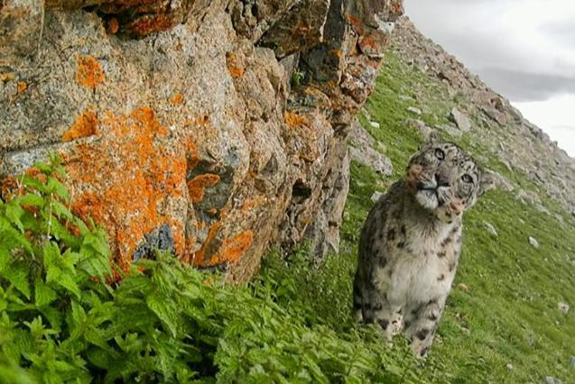 Сицзанның Нагчу қаласында барлығы 126 барыс анықталды