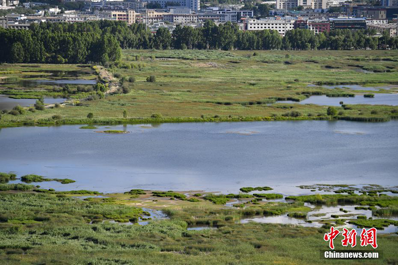 Жаз ортасындағы Лалу сазының көркем көрінісі