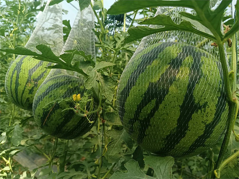 Қытай әлемдегі ең ірі қарбыз өндіруші әрі тұтынушы ел