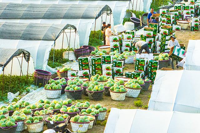 Қытай әлемдегі ең ірі қарбыз өндіруші әрі тұтынушы ел 