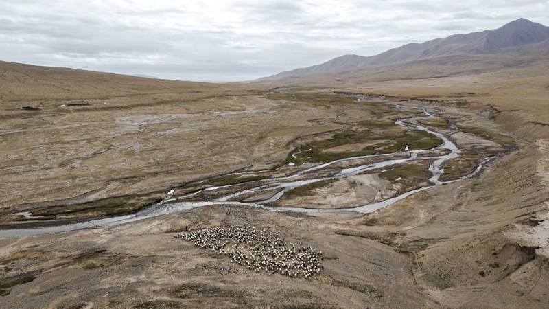 Цайдам ойпатындағы көші-қон