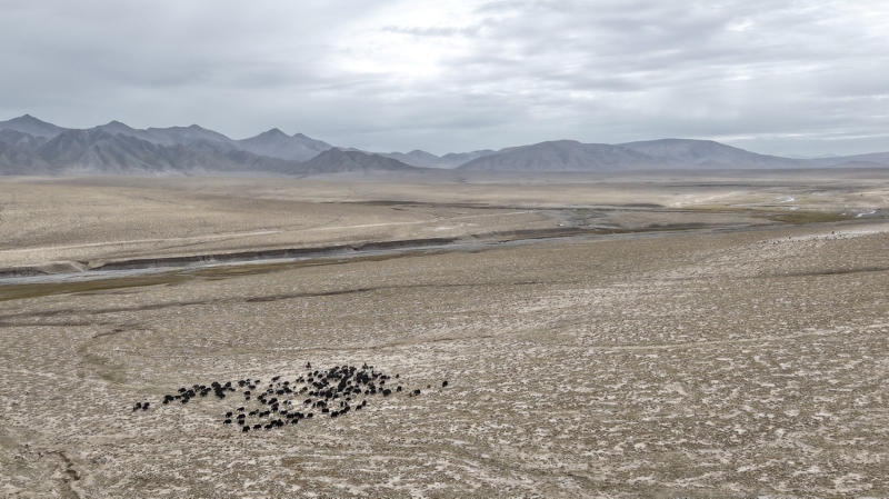 Цайдам ойпатындағы көші-қон