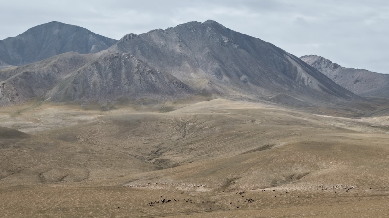 Цайдам ойпатындағы көші-қон
