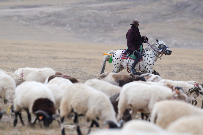 Цайдам ойпатындағы көші-қон
