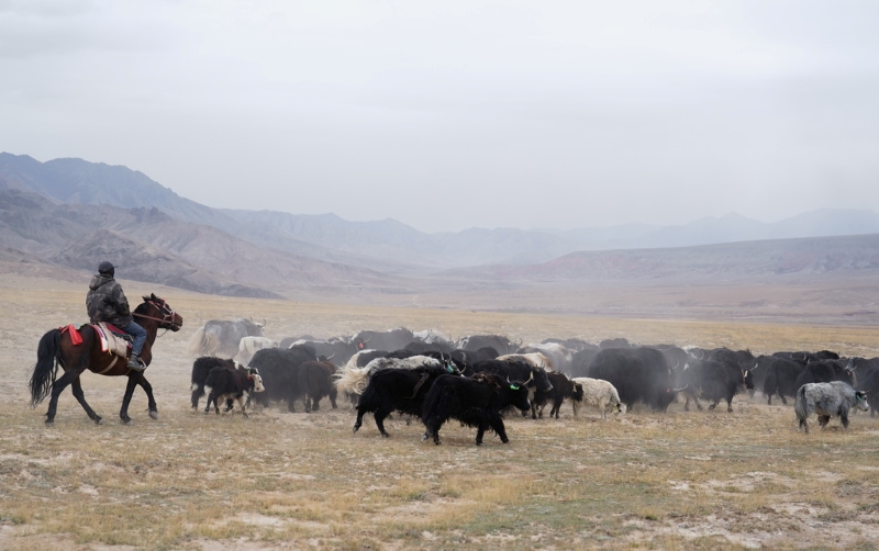 Цайдам ойпатындағы көші-қон