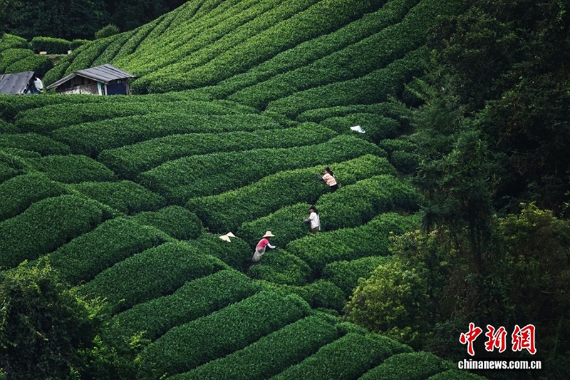 Гуансидің Хэчжоу қаласында 200 000 му-дан астам шай бағының өнімдері жинала бастады