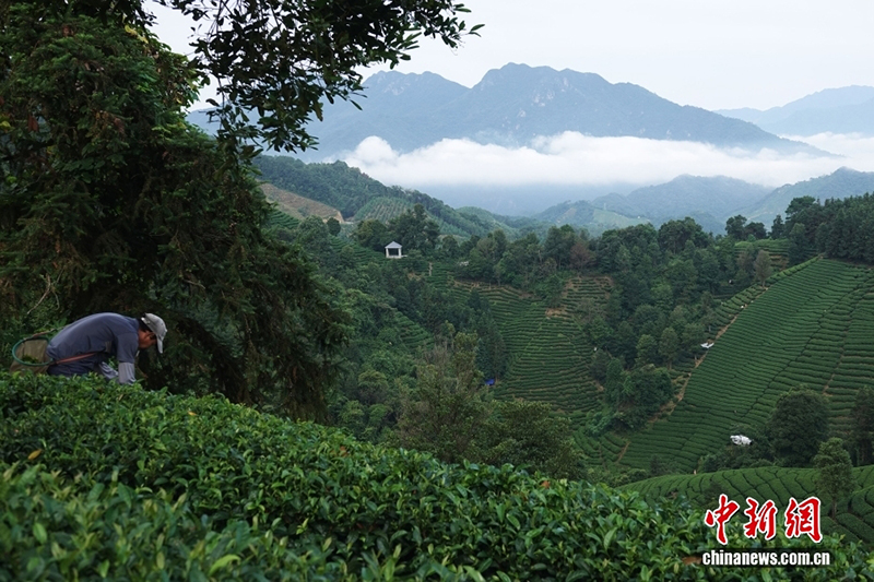 Гуансидің Хэчжоу қаласында 200 000 му-дан астам шай бағының өнімдері жинала бастады