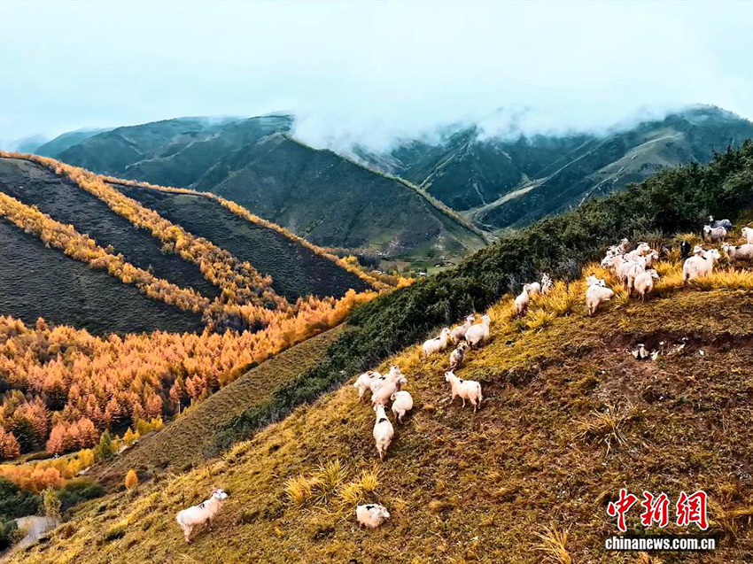 Үстірттегі күз көрінісі: Қарға оранған шың басы және күз түсіне боялған орман-тау
